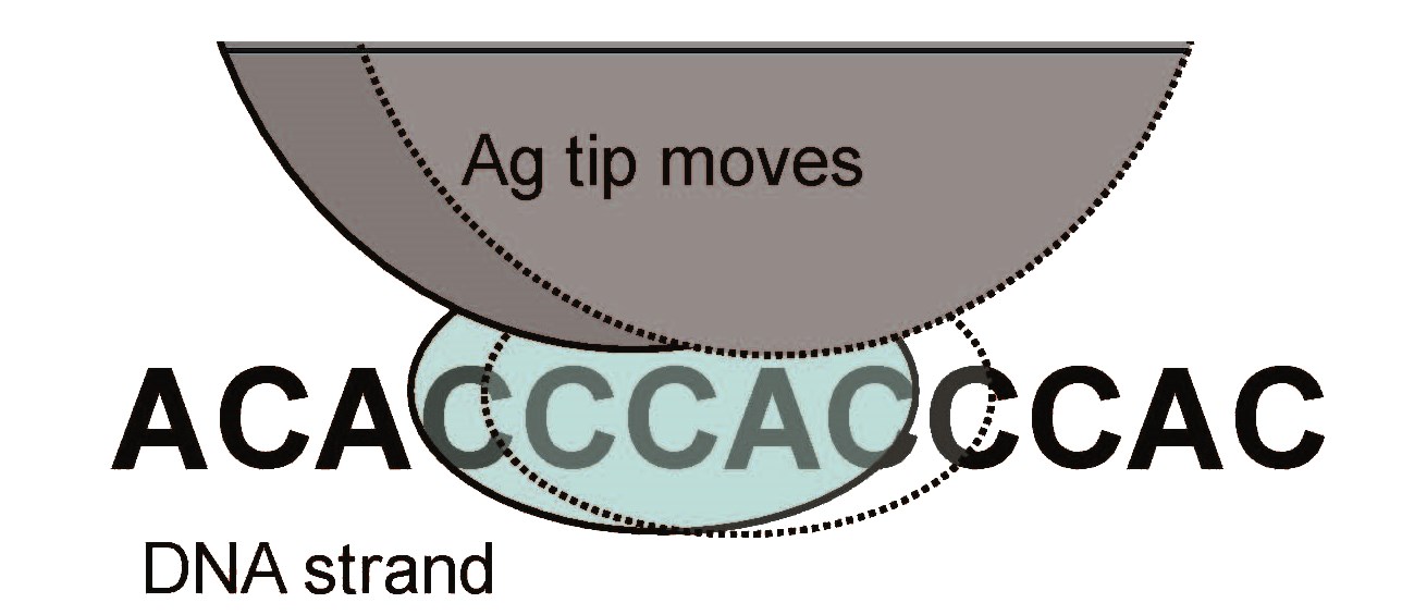 Direct base-sequencing procedure using TERS